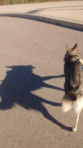 My Shadow Looks Like a Big Bad Wolf!